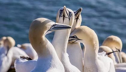 九游官网下载app下载-那些我们熟悉的欧冠“绝杀场面”图片集，欧冠决赛爆冷