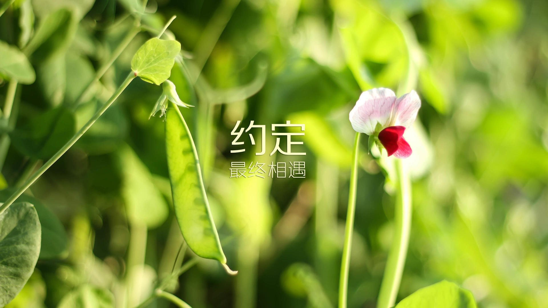 九游电脑版-马来西亚球队势如破竹，晋级下一轮，马来西亚进球