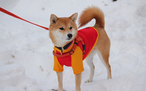 体育新闻中心上线体育短视频内容版权保护平台，体育新闻体育视频央视网