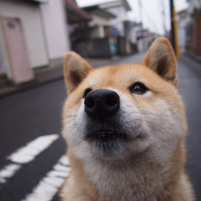 Jiuyou-卡利亚里前锋跑位灵活打乱防线，卡利亚里战绩500