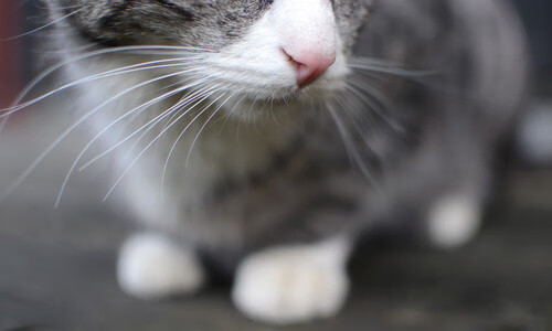 JIU YOU GAME-国际热身赛中国女足战平 球迷期待新战术，国足热身赛最近