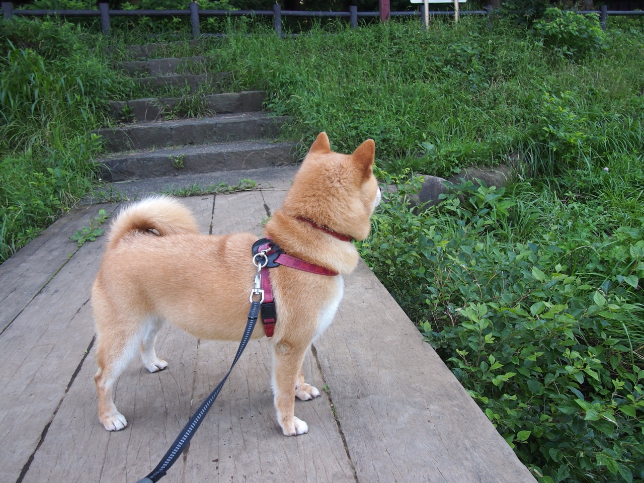 姚明力推青训改革 为中国篮球注入新希望,姚明篮球训练营官网