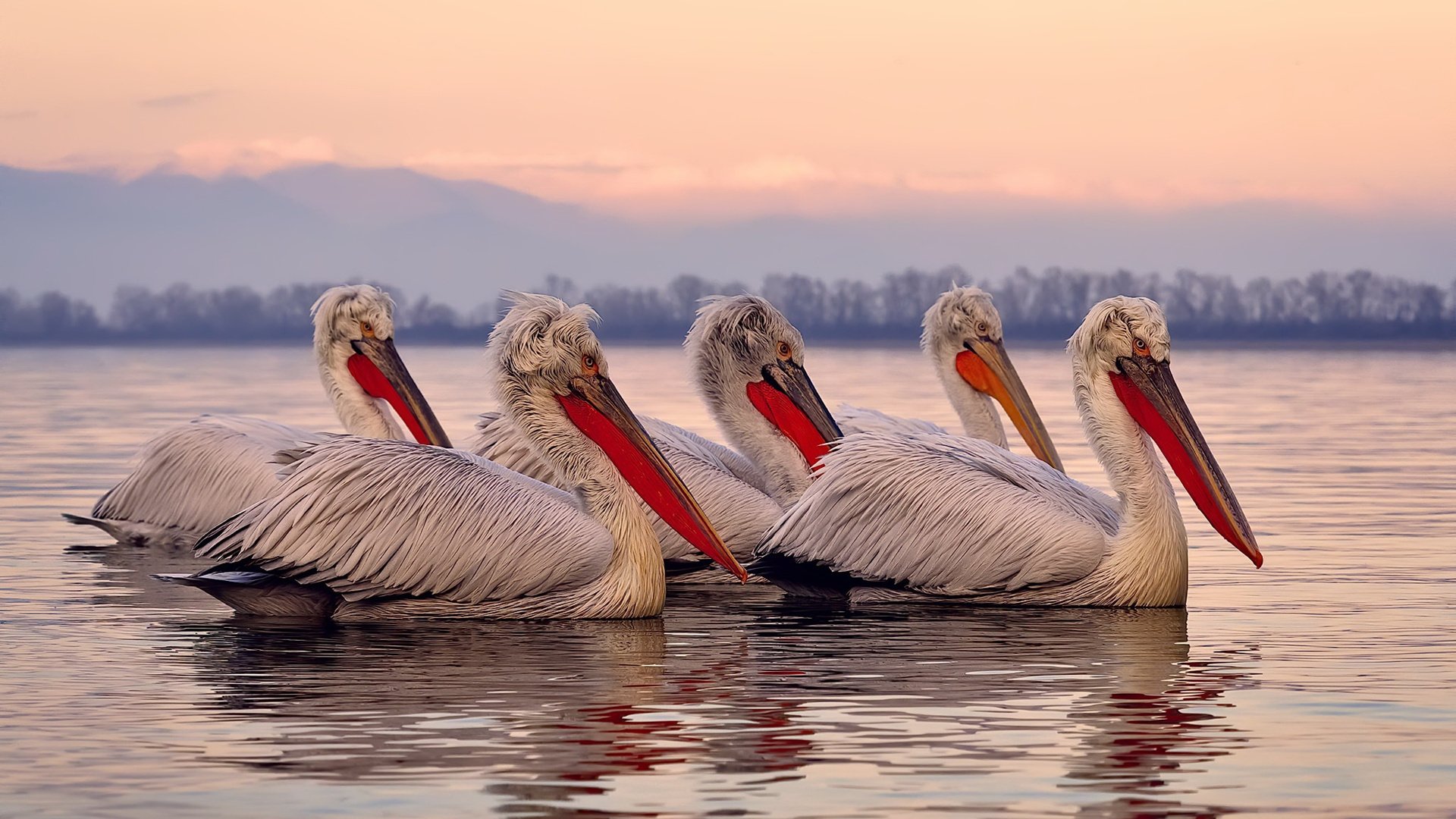 西雅图新星闪耀,迎战PSG信心十足,西雅图king county