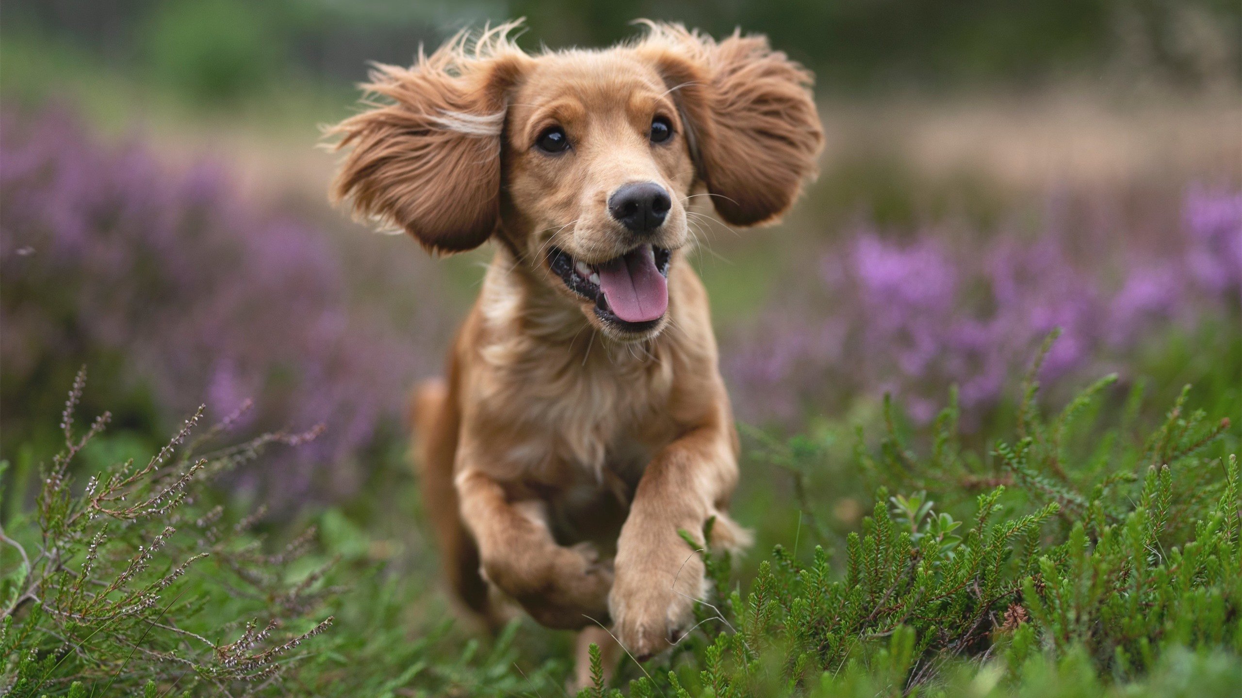 世界杯精彩集锦:壮观场面一网打尽,世界杯精彩瞬间视频