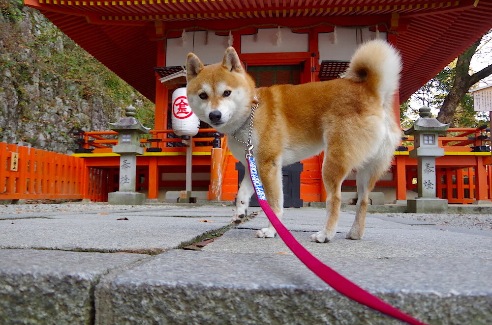 九游娱乐官网 (jiuyou)-凯莉·麦基翁200米仰泳表现刷新赛会纪录，凯丽麦吉翁