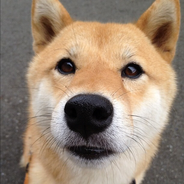 Jiu You-南非橄榄球队的阵容深度使其在全球赛场上具有优势，南非橄榄球队员