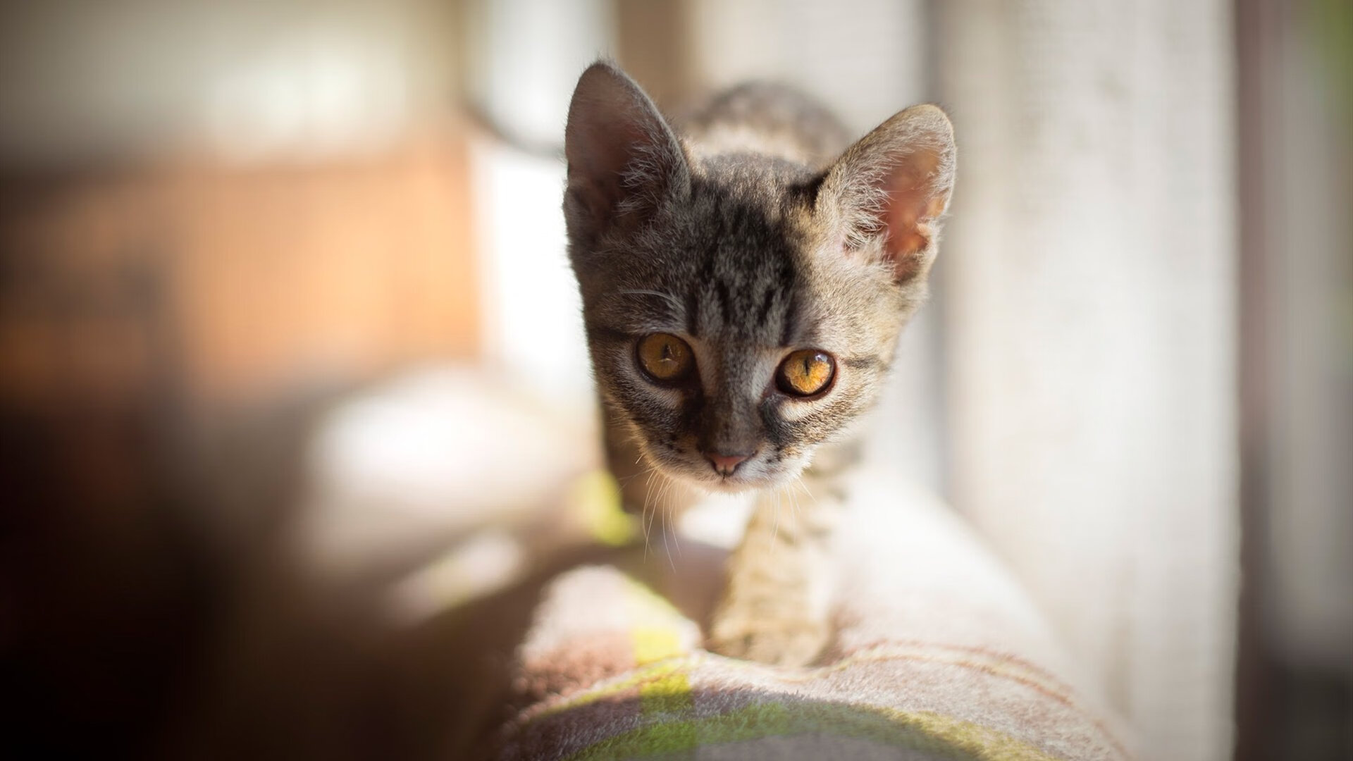 哈斯克决赛表现引发媒体关注，哈斯克尔