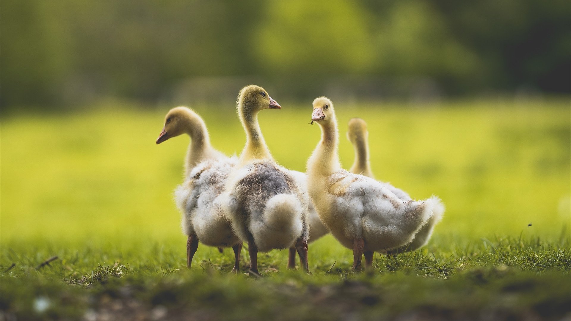 JiuyouAPP下载-夏季转会窗口动态频繁各队争相引援调整阵容迎接后半赛季，夏季转会什么时候结束