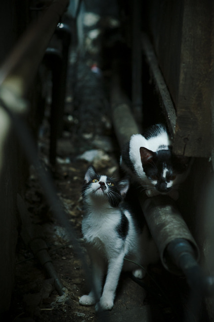 库里赛前热身三分十投十中状态神勇，库里参加三分球大赛