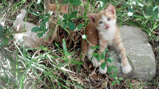 欧洲杯战术爆发:阵型变化制造奇迹!,欧洲杯技术