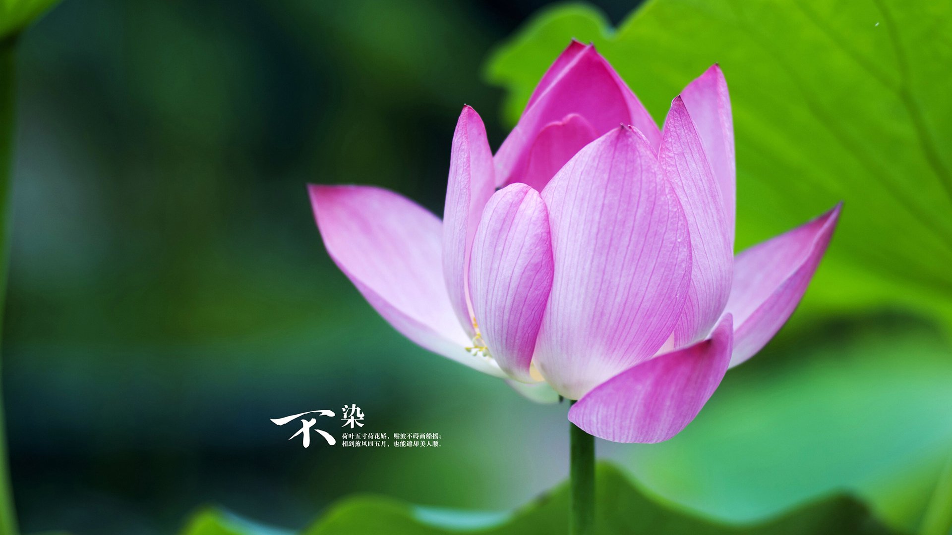 法甲年轻力量：未来巨星即将腾飞！，法甲青训