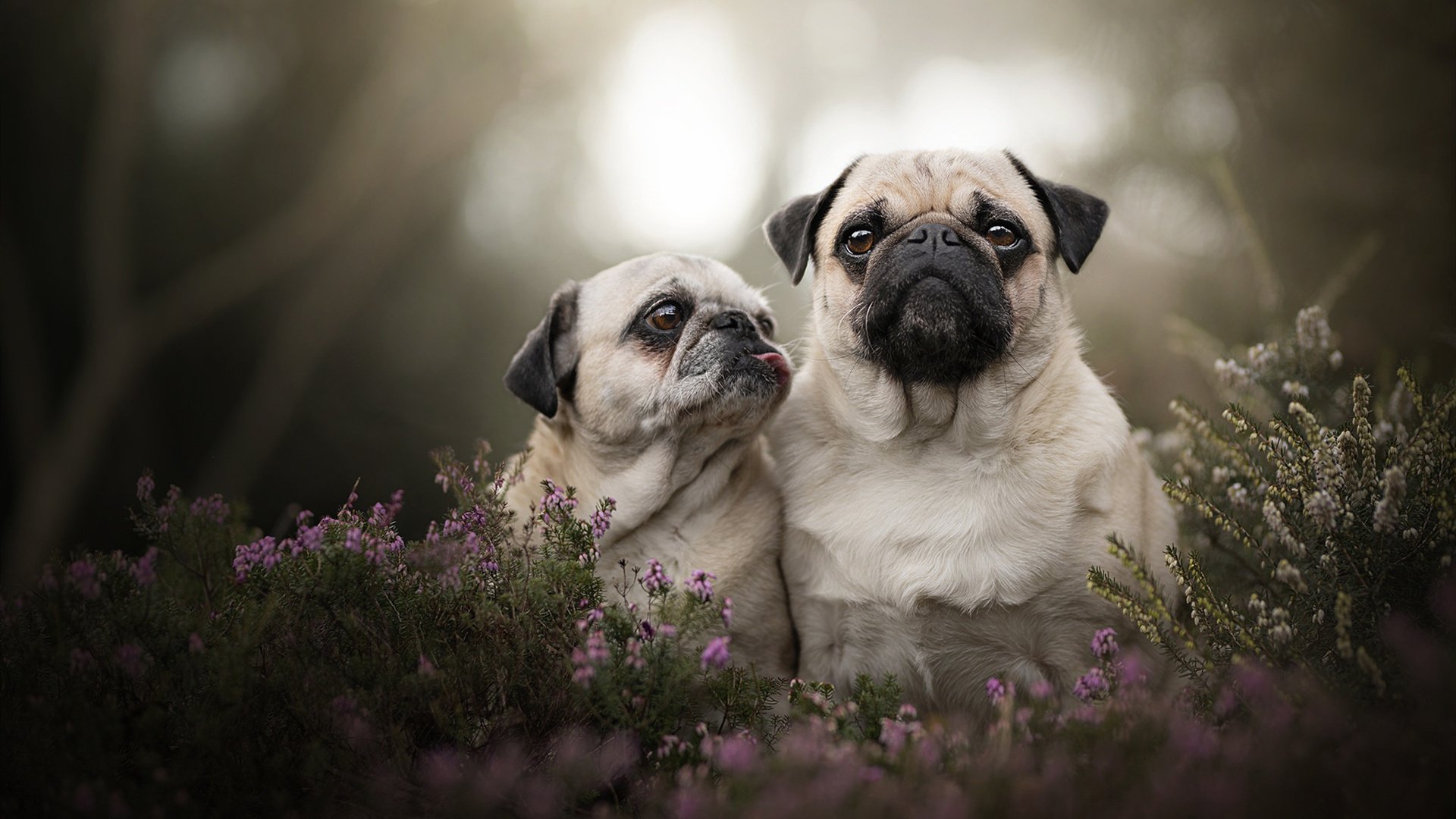 泰国男篮在国际邀请赛中亮相,实力值得期待