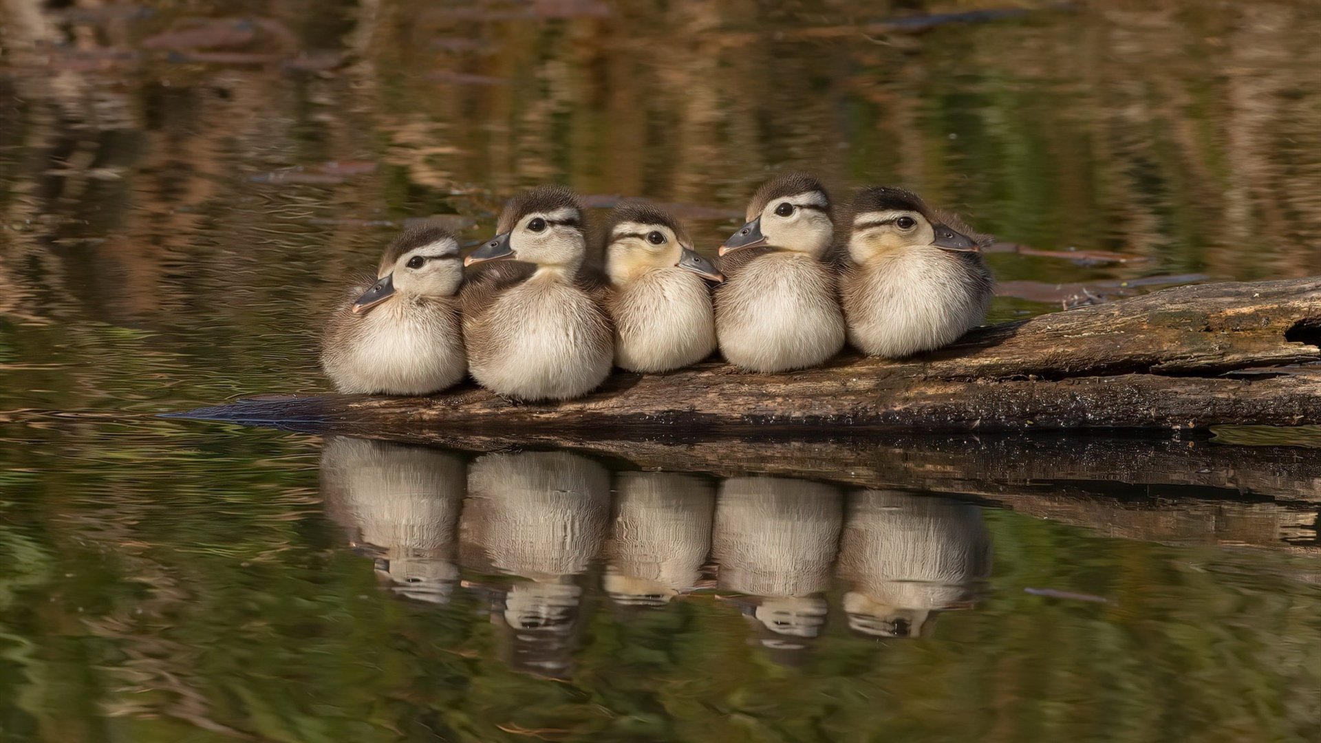 澳大利亚袋鼠队的球员能力融合，推动全队攻防更加高效，袋鼠澳大利亚度百科