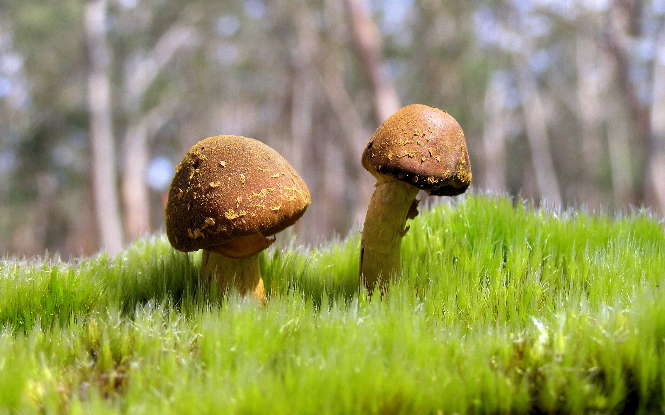 蝶泳划幅优化,后程爆发更强,蝶泳划频