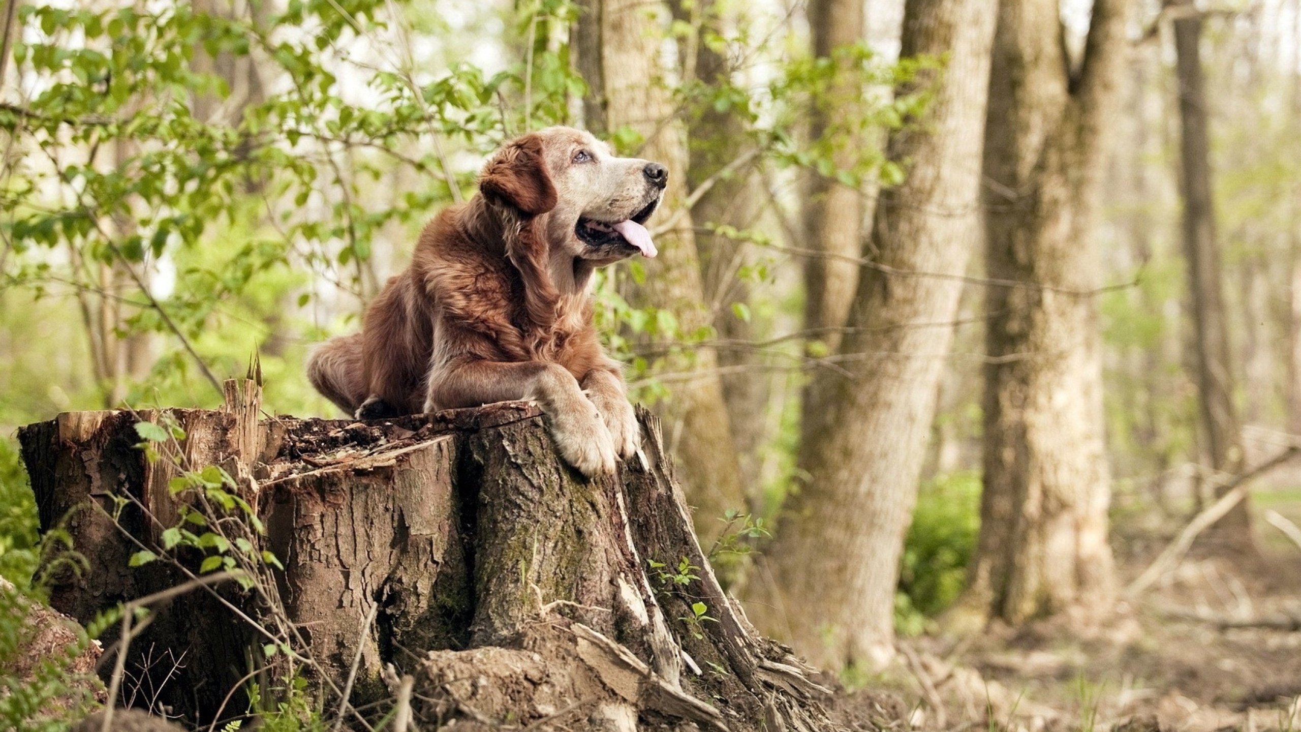 足球产业链新兴企业崛起，创新驱动行业发展，中国足球产业链